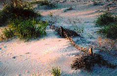 sandfence, Emerald Ilse, North Carolina